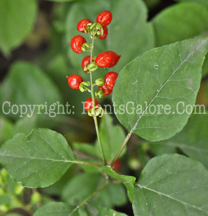 PGC-P-Rivina-humilis-aka-Bloodberry-6