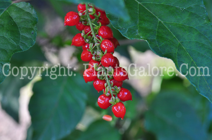 PGC-S-Rivina-humilis-aka-Bloodberry-1013-1