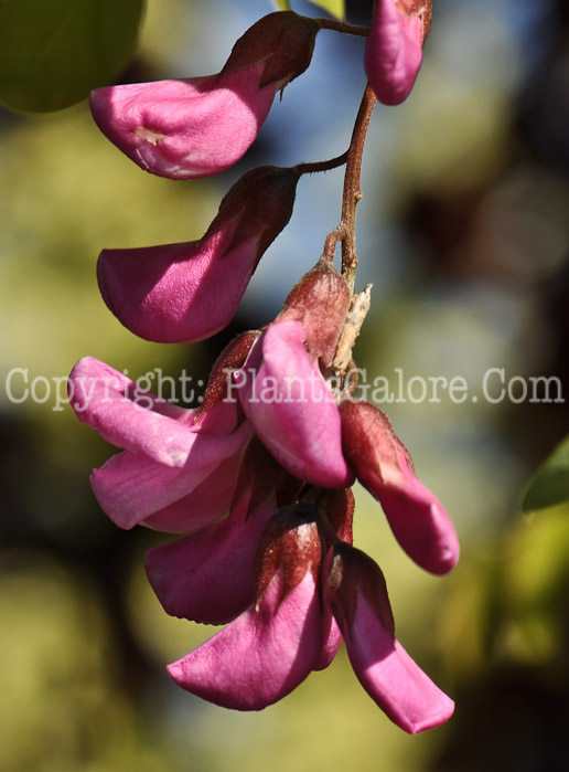 PGC-T-Robinia-pseudoacacia-Purple-Robe-aka-Purple-Robe-Black-Locust-1