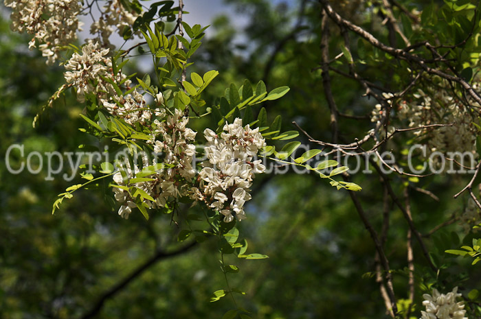 PGC-T-Robinia-pseudoacacia-aka-Black-Locust-1