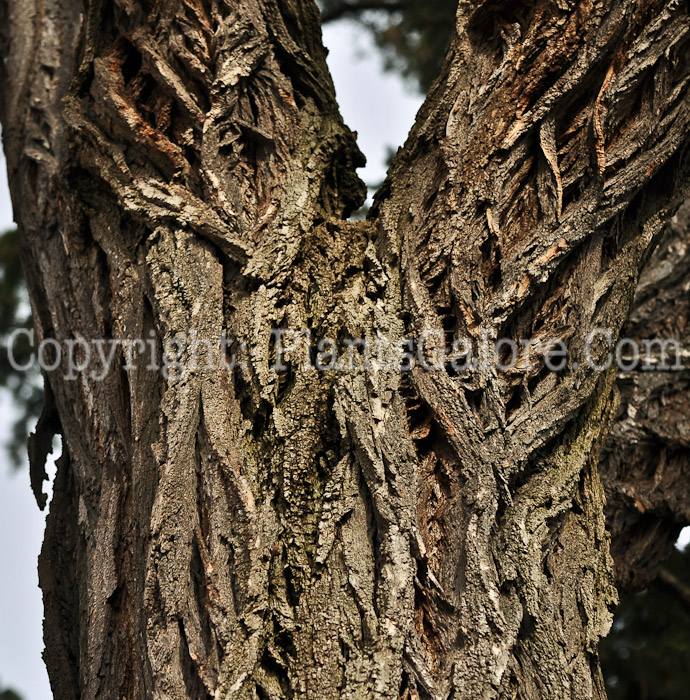 PGC-T-Robinia-pseudoacacia-aka-Black-Locust-15