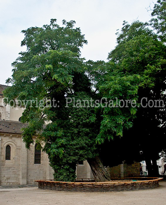 PGC-T-Robinia-pseudoacacia-aka-Black-Locust-17