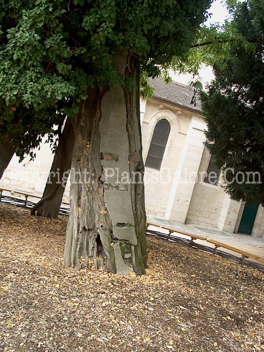 PGC-T-Robinia-pseudoacacia-aka-Black-Locust-19