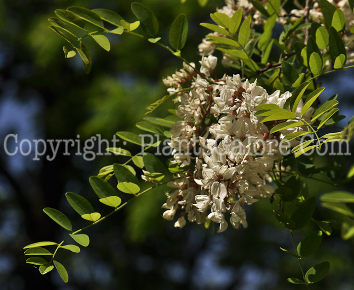 PGC-T-Robinia-pseudoacacia-aka-Black-Locust-3