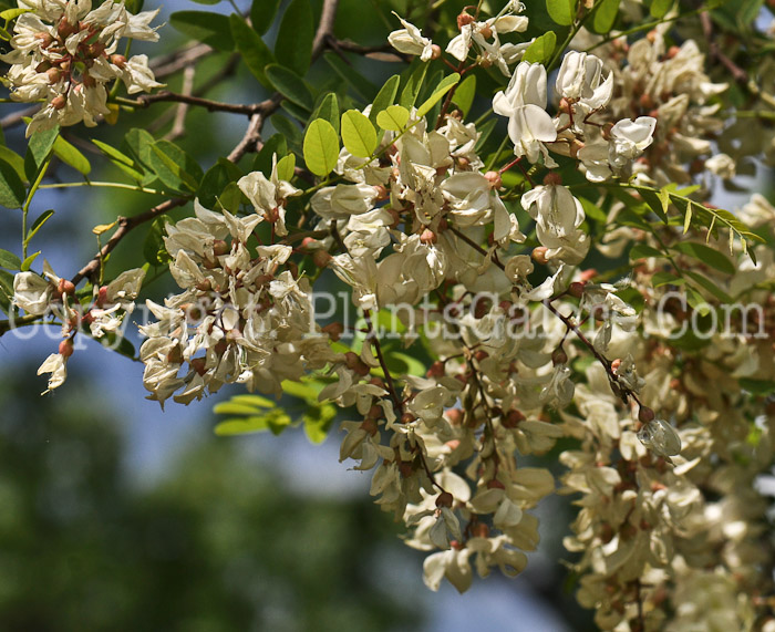 PGC-T-Robinia-pseudoacacia-aka-Black-Locust-4