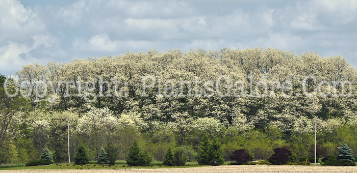 PGC-T-Robinia-pseudoacacia-aka-Black-Locust-6