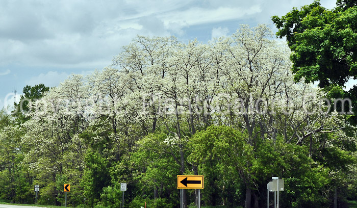 PGC-T-Robinia-pseudoacacia-aka-Black-Locust-7