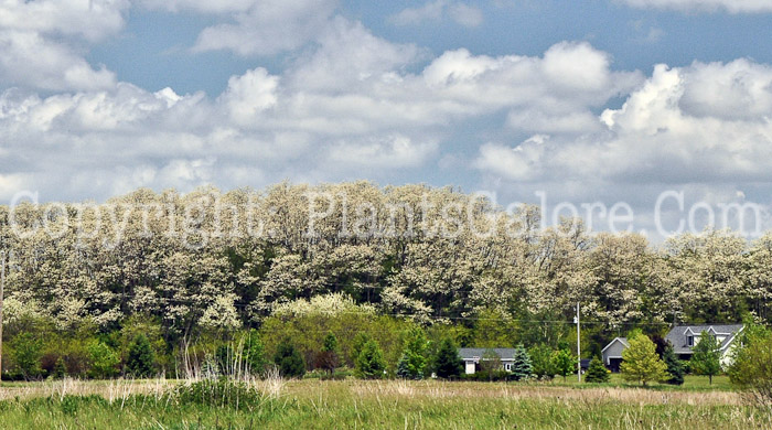 PGC-T-Robinia-pseudoacacia-aka-Black-Locust-8