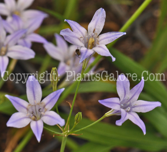 PGC-B-Romulea-bulbocodium-vernum-2011-Arrowhead-001