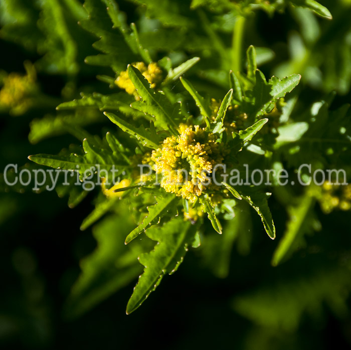 PGC-A-Rorippa-palustris-aka-Yellow-Cress-0614b-1