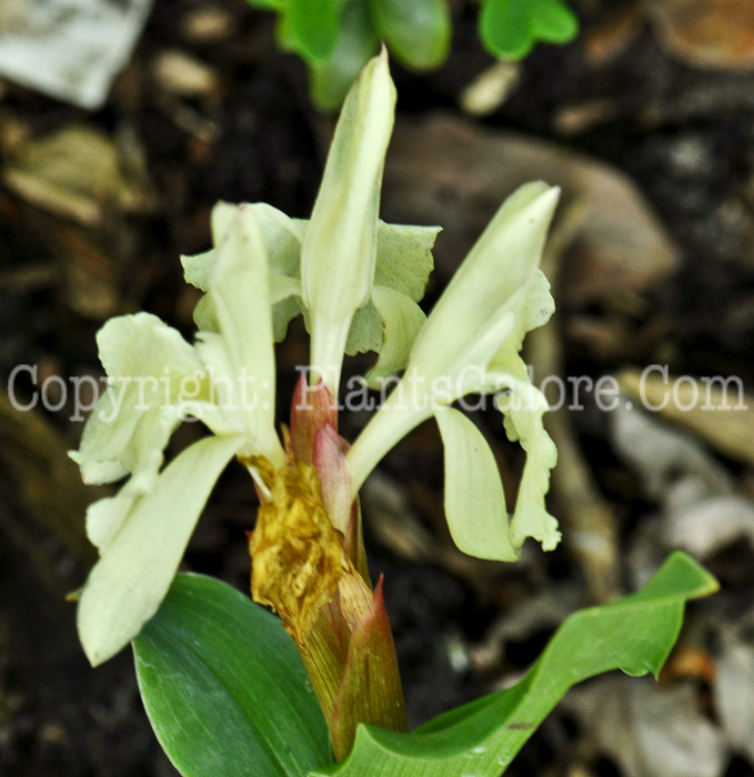 PGC-B-Roscoea-humeana-2010-001