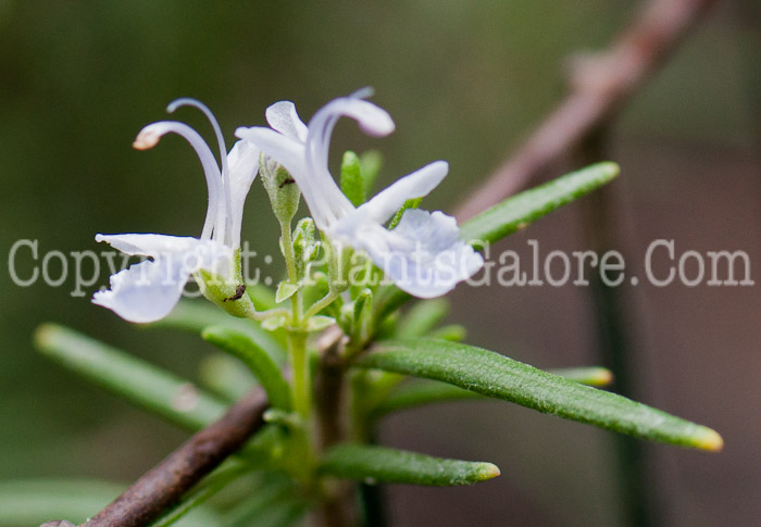 PGC-P-Rosmarinus-officinalis-aka-Rosemary-0913a-1