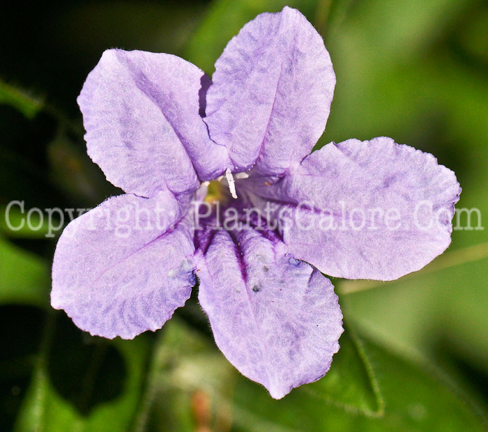 PGC-P-Ruella-humilis-aka-Wild-Petunia-2