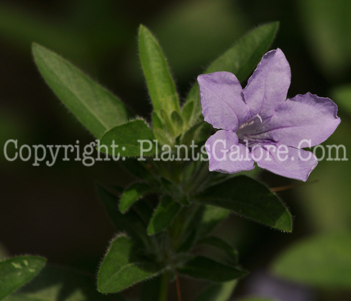 PGC-P-Ruella-humilis-aka-Wild-Petunia-7