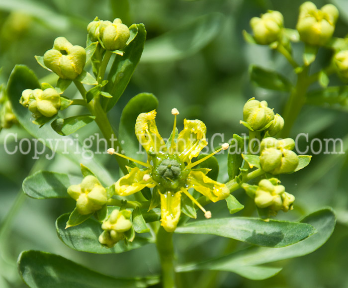 PGC-P-Ruta-graveolens-aka-Common-Rue-0714-1