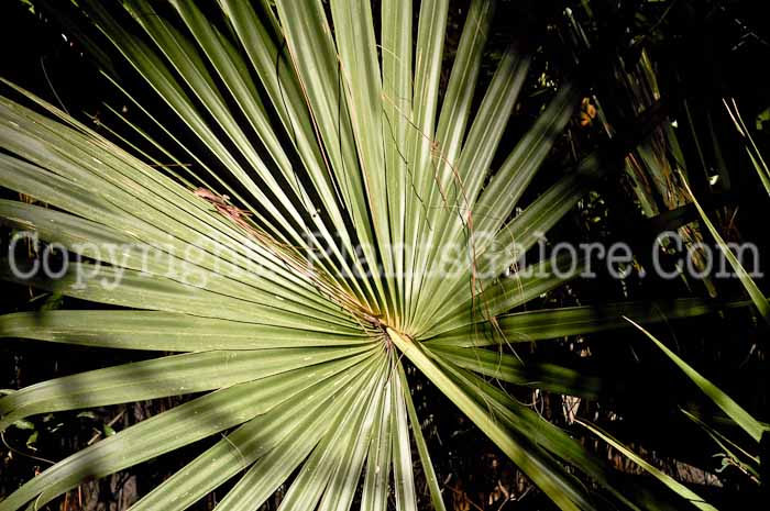 PGC-T-Sabal-palmetto-SC-2-2012-1