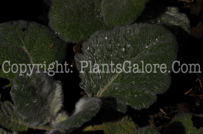 PGC-P-Salvia-argentea-aka-Silver-Sage-1