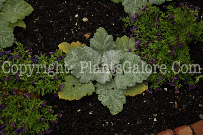 PGC-P-Salvia-argentea-aka-Silver-Sage-2