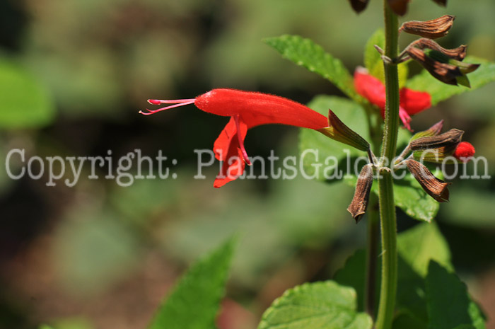 PGC-P-Salvia-coccinea-Beal-8-2011-002