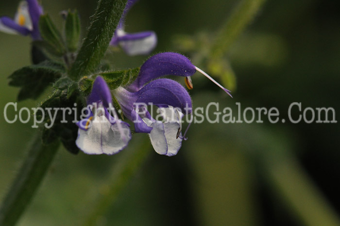 PGC-P-Salvia-nemorosa-2010-01