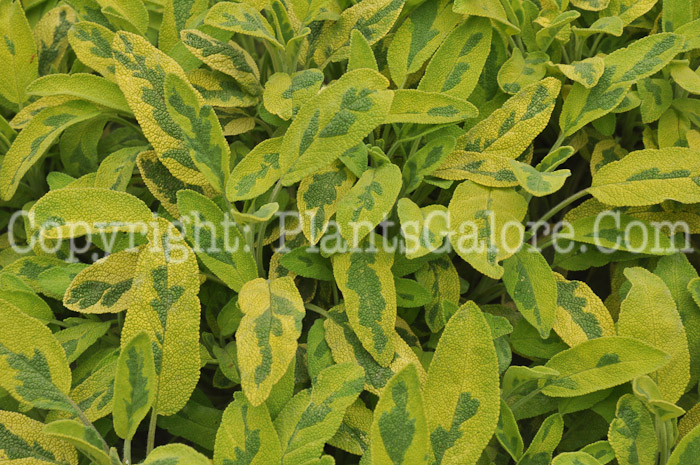 PGC-P-Salvia-officinalis-Icterina-05-12-2