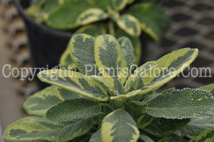 PGC-P-Salvia-officinalis-La-Crema-2011-001