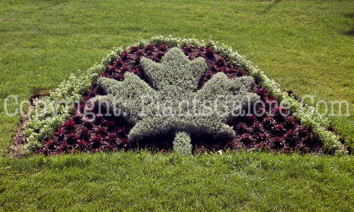 PGC-P-Santolina-chamaecyparissus-aka-Lavender-Cotton-1