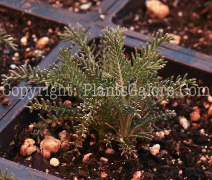 PGC-P-Santolina-chamaecyparissus-aka-Lavender-Cotton-3