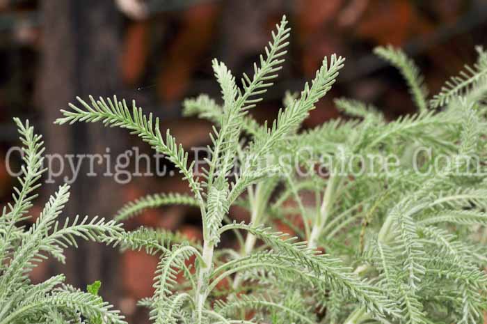 PGC-P-Santolina-chamaecyparissus-aka-Lavender-Cotton-6