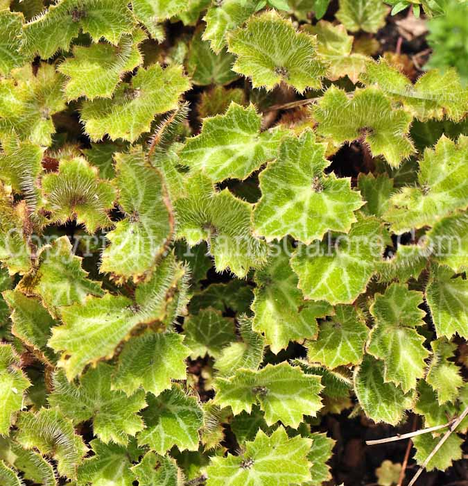 PGC-P-Saxifraga-stolonifera-aka-Strawberry-Geranium-1