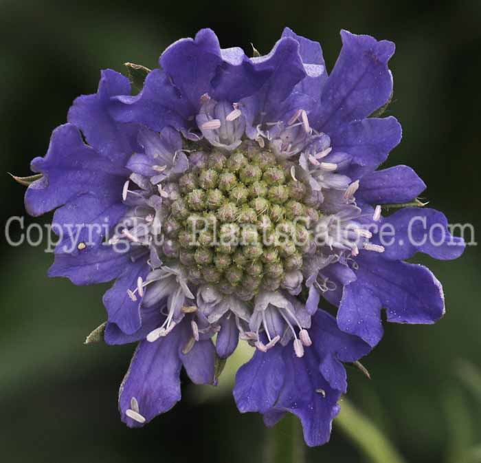 PGC-P-Scabiosa-Fama-Deep-Blue-2010-o002
