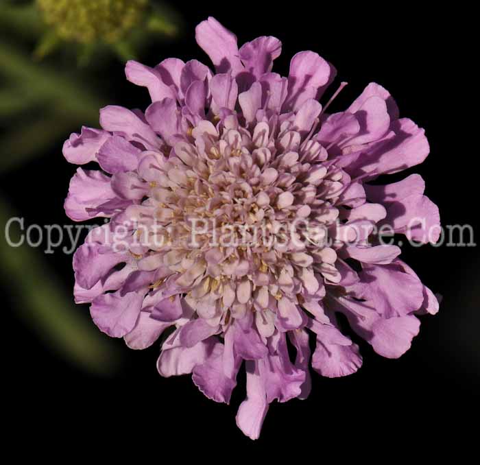 PGC-P-Scabiosa-columbaria-Pink-Mist-2010-o005