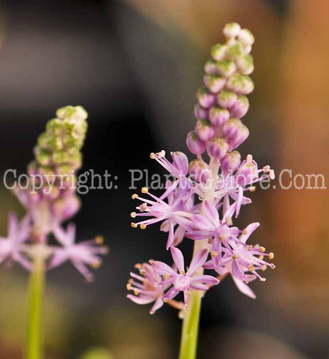 PGC-B-Scilla-autumnalis-2012 (1 of 4)