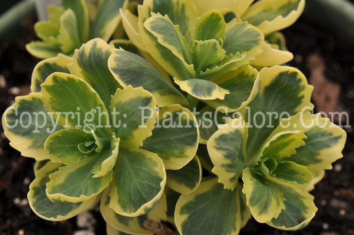 PGC-P-Sedum-Autumn-Charm-Lajos-1-2010