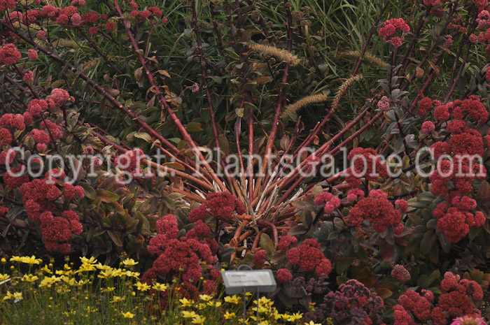 PGC-P-Sedum-Red-Cauli-2010-003_1