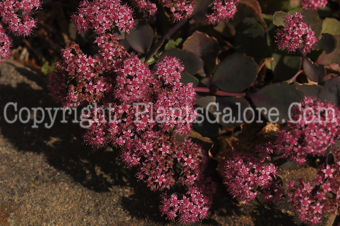 PGC-P-Sedum-Storm-Cloud-2010-d001