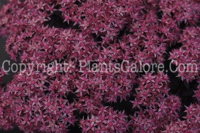 PGC-P-Sedum-Storm-Cloud-2010-d006