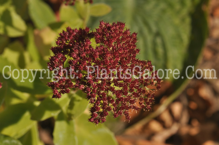 PGC-P-Sedum-Vera-Jameson-593x-2010-001