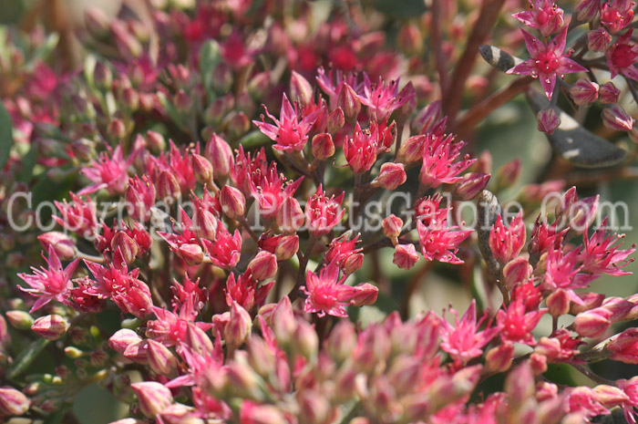 PGC-P-Sedum-Vera-Jameson-8-2011-002