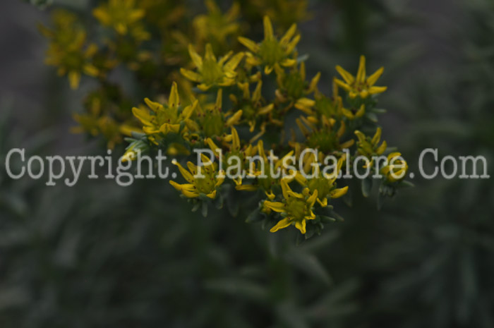 PGC-P-Sedum-reflexum-Blue-Spruce-2010-d001