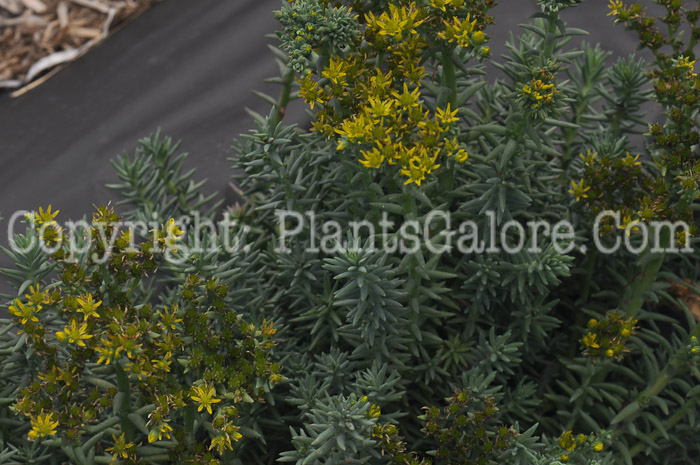 PGC-P-Sedum-reflexum-Blue-Spruce-2010-d002