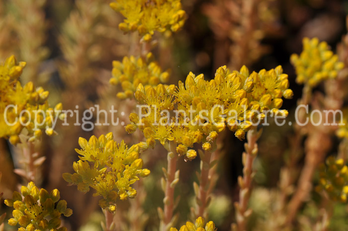 PGC-P-Sedum-reflexum-Blue-Spruce-2010-d004