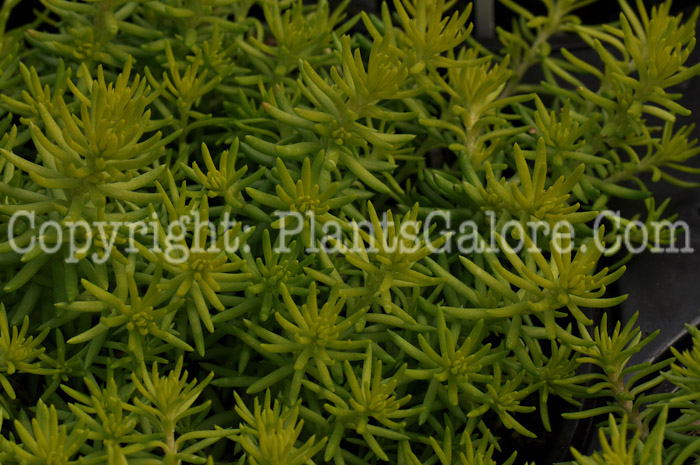 PGC-P-Sedum-rupestre-Angelina-04-2012-2