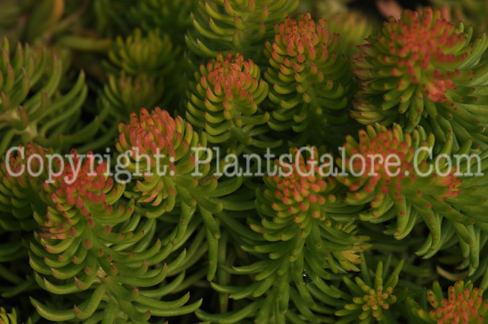 PGC-P-Sedum-rupestre-Angelina-2010-001_2