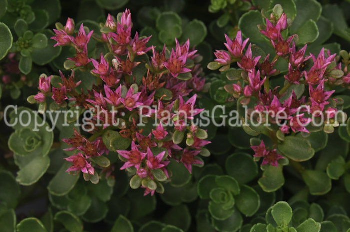 PGC-P-Sedum-spurium-John-Creech-2010-d001