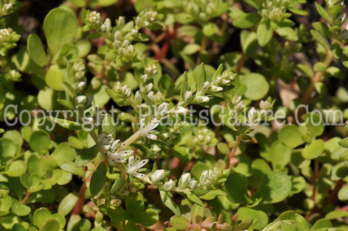 PGC-P-Sedum-ternatum-msu-04-2012-2