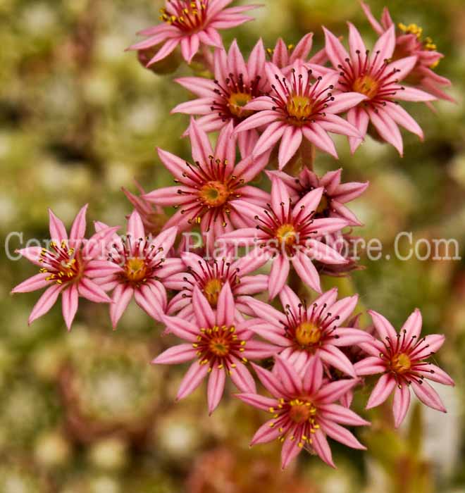 PGC-P-Sempervivum-Belle-Etolle-2011-Arrowhead-001