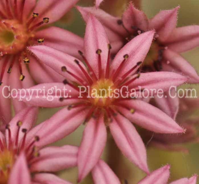 PGC-P-Sempervivum-Belle-Etolle-2011-Arrowhead-002