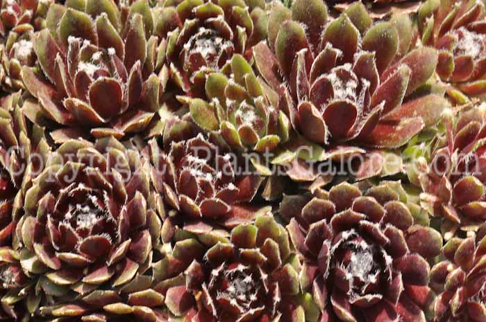 PGC-P-Sempervivum-Jade-Rose-05-2012-1