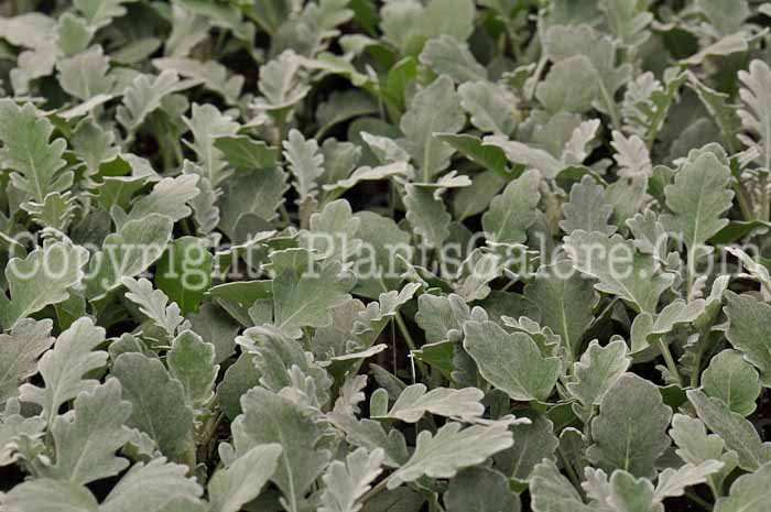 PGC-A-Senecio-cineraria-Silverdust-Dusty-Miller-0002